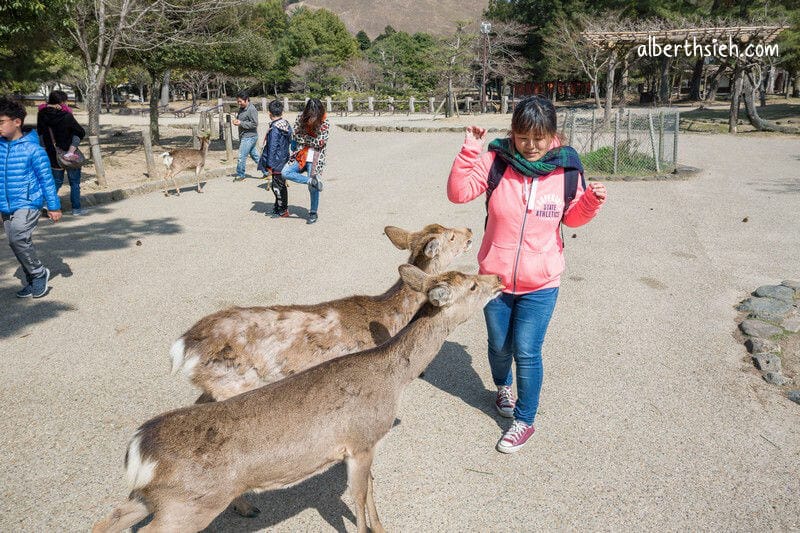 奈良公園（超可愛的小鹿斑比要衝來跟你要鹿仙貝嘍）