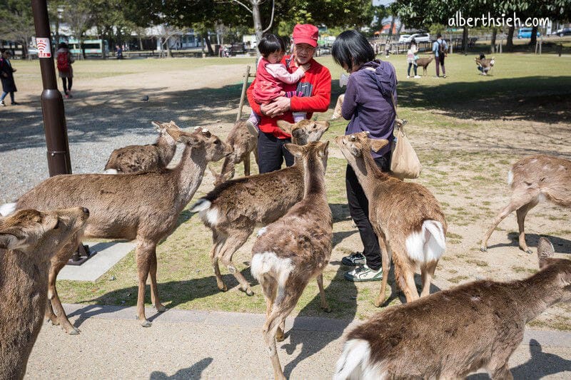 奈良公園（超可愛的小鹿斑比要衝來跟你要鹿仙貝嘍）