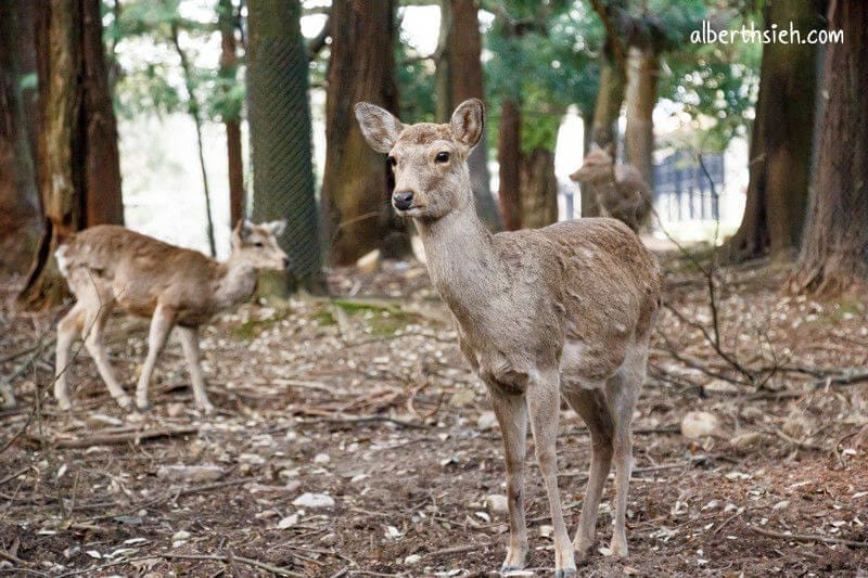 奈良公園（超可愛的小鹿斑比要衝來跟你要鹿仙貝嘍）