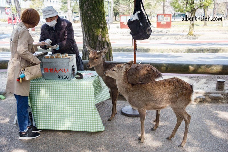 奈良公園（超可愛的小鹿斑比要衝來跟你要鹿仙貝嘍）