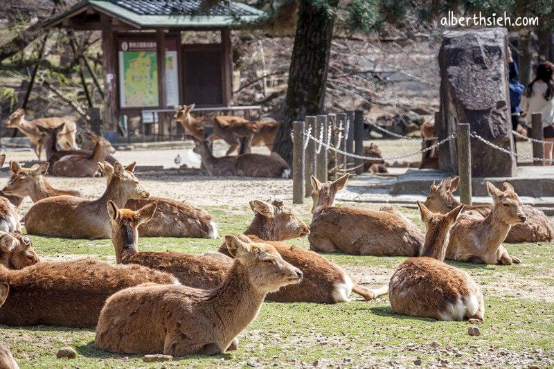 奈良公園（超可愛的小鹿斑比要衝來跟你要鹿仙貝嘍）
