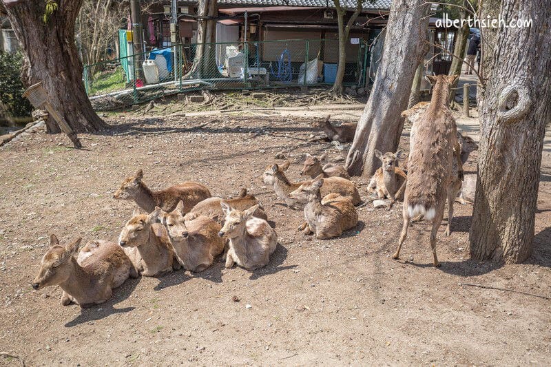 奈良公園（超可愛的小鹿斑比要衝來跟你要鹿仙貝嘍）