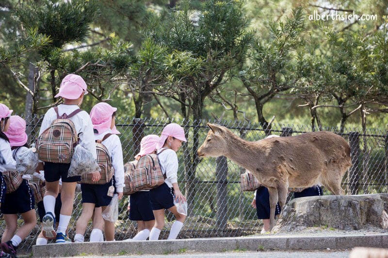 奈良公園（超可愛的小鹿斑比要衝來跟你要鹿仙貝嘍）