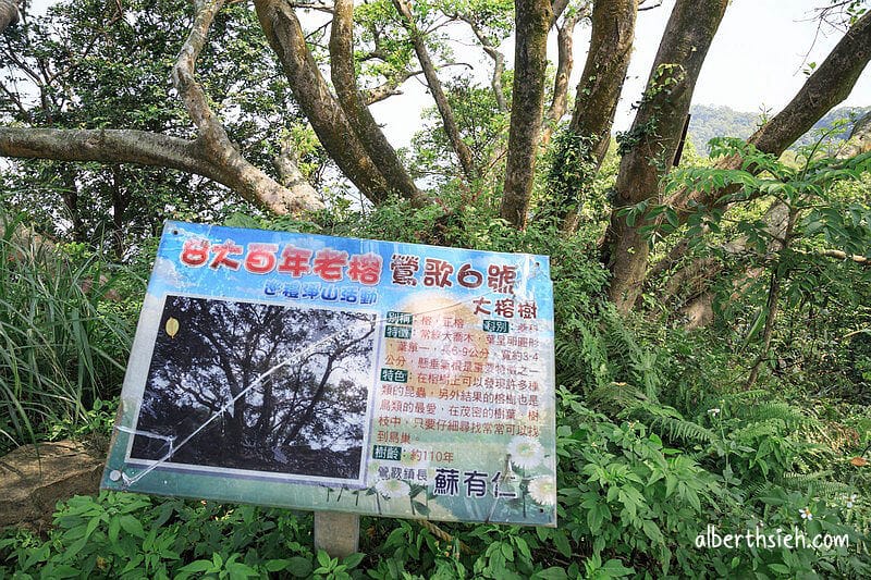 福源山步道百年大榕樹．龜山樹林景點（居高臨下眺望三鶯樹林台北盆地）