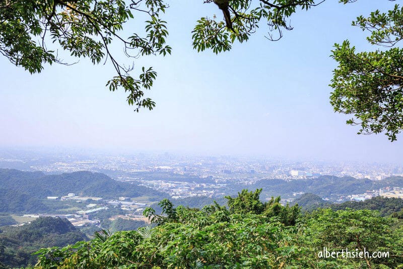 福源山步道百年大榕樹．龜山樹林景點（居高臨下眺望三鶯樹林台北盆地）