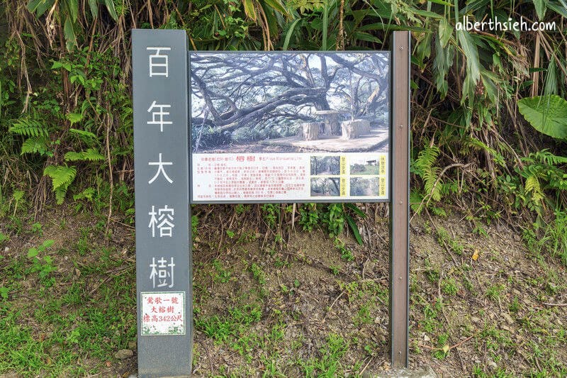 福源山步道百年大榕樹．龜山樹林景點（居高臨下眺望三鶯樹林台北盆地）