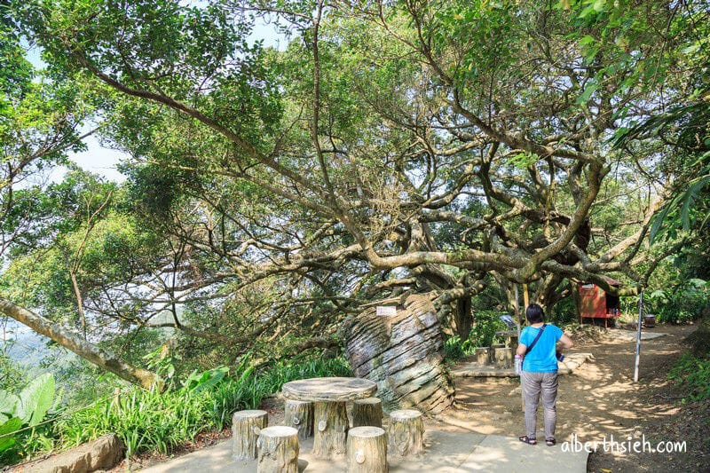 福源山步道百年大榕樹．龜山樹林景點（居高臨下眺望三鶯樹林台北盆地）