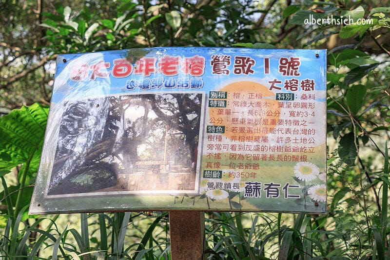 福源山步道百年大榕樹．龜山樹林景點（居高臨下眺望三鶯樹林台北盆地）