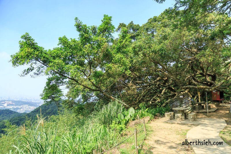福源山步道百年大榕樹．龜山樹林景點（居高臨下眺望三鶯樹林台北盆地）