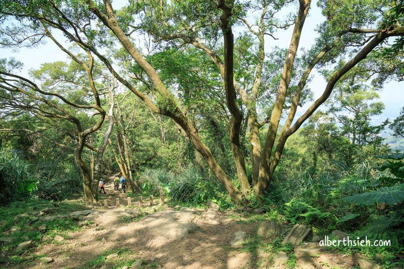 福源山步道百年大榕樹．龜山樹林景點（居高臨下眺望三鶯樹林台北盆地）