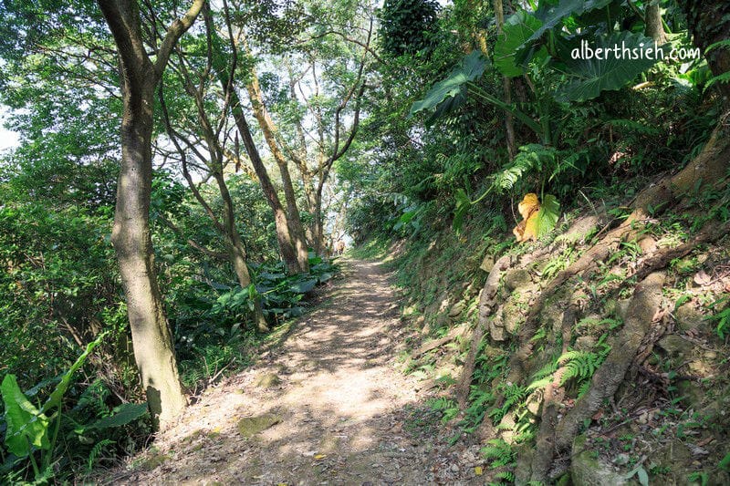 福源山步道百年大榕樹．龜山樹林景點（居高臨下眺望三鶯樹林台北盆地）