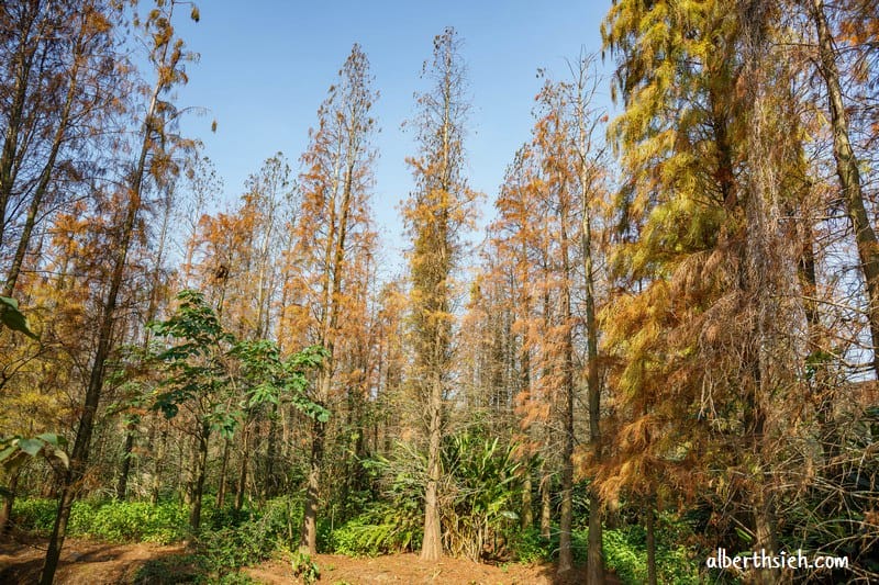楊梅落羽松祕境．桃園楊梅景點（隱藏於鄉間的落羽松森林）