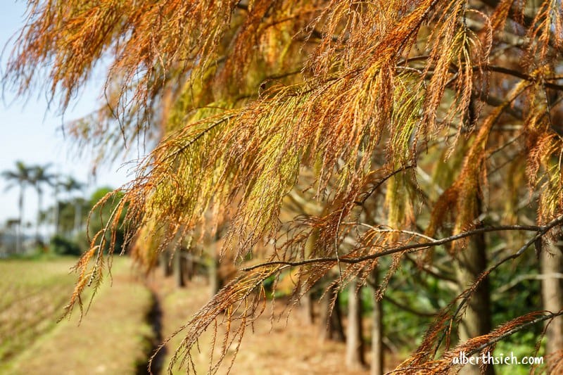 楊梅落羽松祕境．桃園楊梅景點（隱藏於鄉間的落羽松森林）