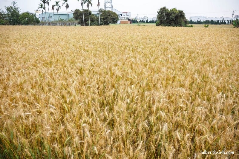 台中大雅小麥文化節（黃金麥田隨風搖曳的麥浪美景讓你目不暇給）