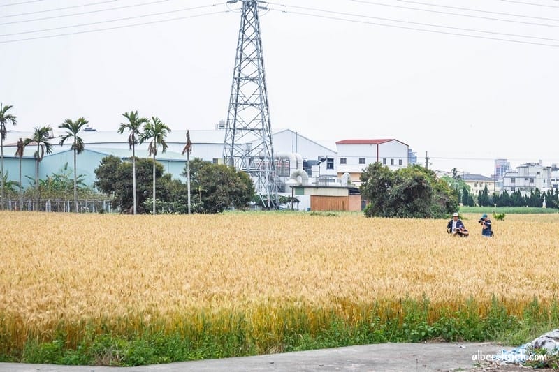 台中大雅小麥文化節（黃金麥田隨風搖曳的麥浪美景讓你目不暇給）