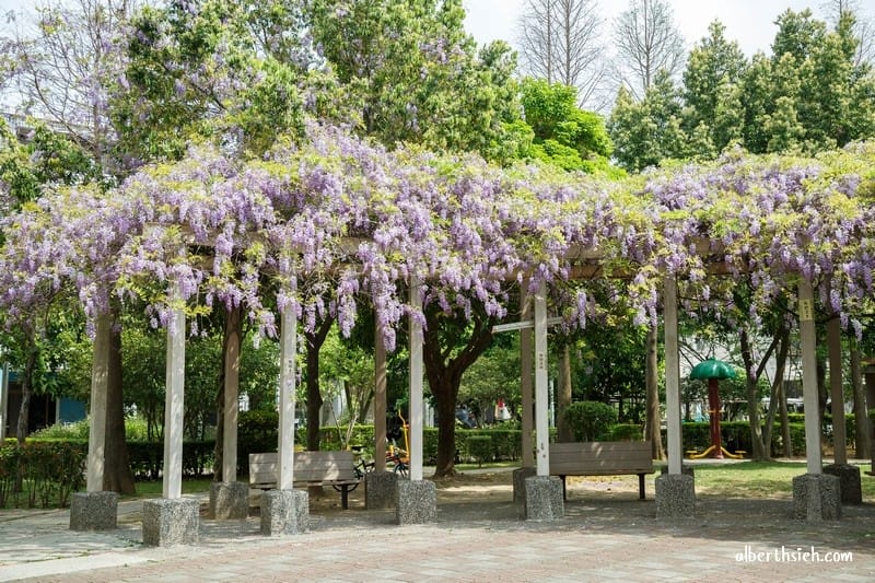 龍德公園紫藤花.桃園中壢景點(藏身於社區內的浪漫紫藤花香) - 第4張圖 龍德公園紫藤花.桃園中壢景點(藏身於社區內的浪漫紫藤花香)