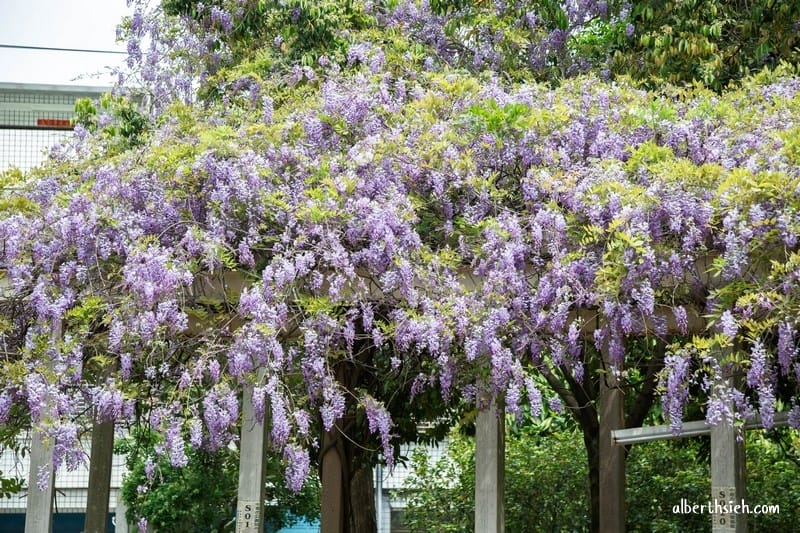 龍德公園紫藤花.桃園中壢景點(藏身於社區內的浪漫紫藤花香) - 第9張圖 龍德公園紫藤花.桃園中壢景點(藏身於社區內的浪漫紫藤花香)