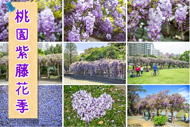 元生公園紫藤花.桃園中壢景點(內壢家樂福旁充滿紫色浪漫氣息的公園) - 第20張圖 元生公園紫藤花.桃園中壢景點(內壢家樂福旁充滿紫色浪漫氣息的公園)