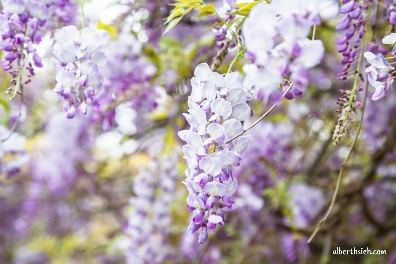 元生公園紫藤花.桃園中壢景點(內壢家樂福旁充滿紫色浪漫氣息的公園) - 第17張圖 元生公園紫藤花.桃園中壢景點(內壢家樂福旁充滿紫色浪漫氣息的公園)