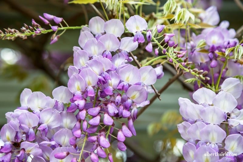 元生公園紫藤花.桃園中壢景點(內壢家樂福旁充滿紫色浪漫氣息的公園) - 第12張圖 元生公園紫藤花.桃園中壢景點(內壢家樂福旁充滿紫色浪漫氣息的公園)