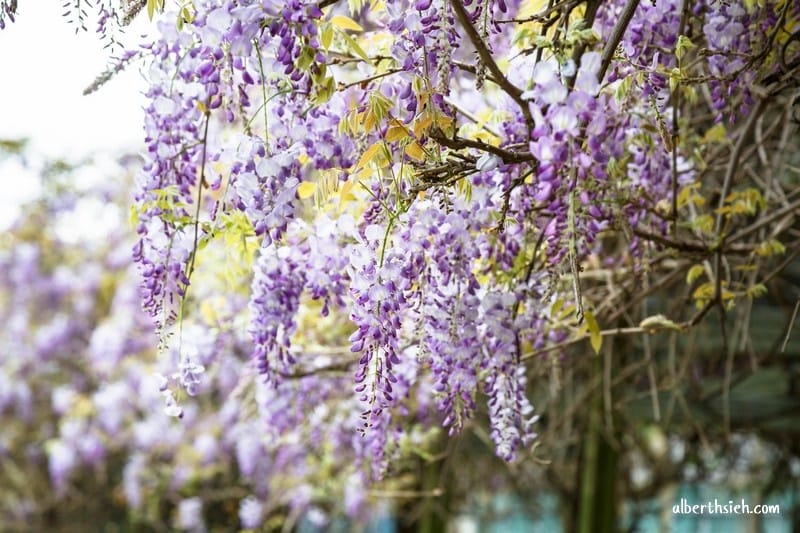 元生公園紫藤花.桃園中壢景點(內壢家樂福旁充滿紫色浪漫氣息的公園) - 第6張圖 元生公園紫藤花.桃園中壢景點(內壢家樂福旁充滿紫色浪漫氣息的公園)