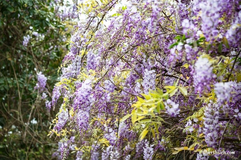 元生公園紫藤花.桃園中壢景點(內壢家樂福旁充滿紫色浪漫氣息的公園) - 第7張圖 元生公園紫藤花.桃園中壢景點(內壢家樂福旁充滿紫色浪漫氣息的公園)