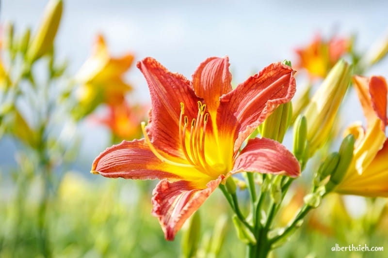 嘉德萱草花田．花蓮吉安景點（期間限定的免費平地彩色金針花）