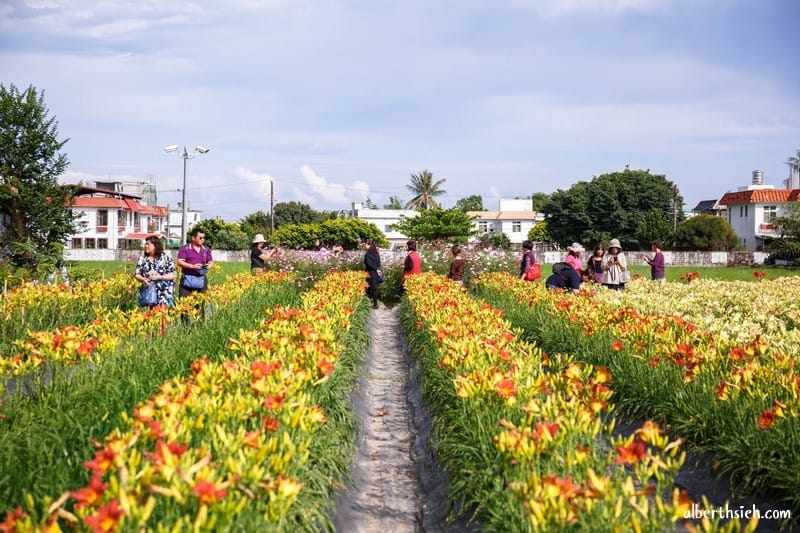 嘉德萱草花田．花蓮吉安景點（期間限定的免費平地彩色金針花）