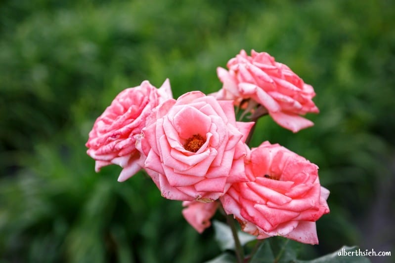 嘉德萱草花田．花蓮吉安景點（期間限定的免費平地彩色金針花）