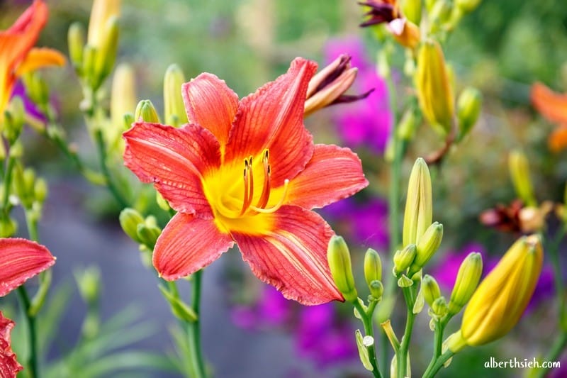 嘉德萱草花田．花蓮吉安景點（期間限定的免費平地彩色金針花）