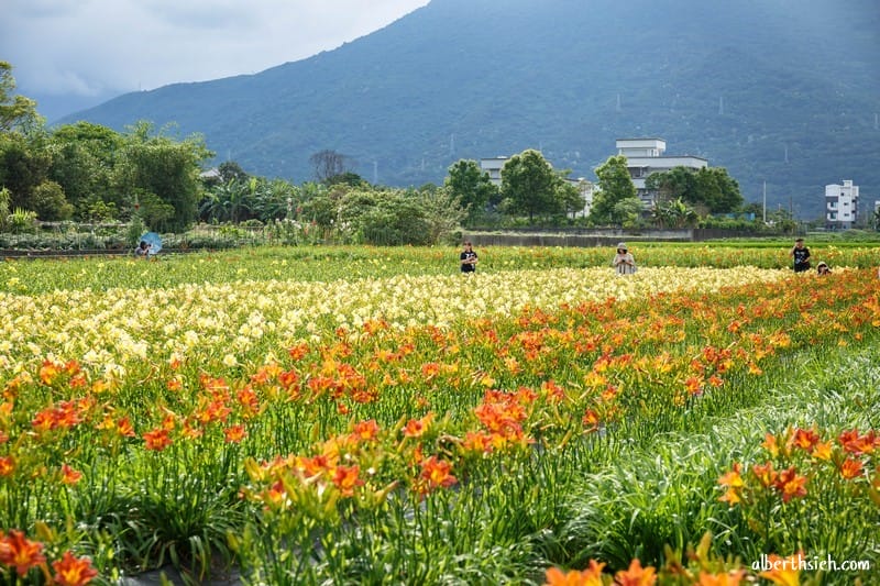 嘉德萱草花田．花蓮吉安景點（期間限定的免費平地彩色金針花）