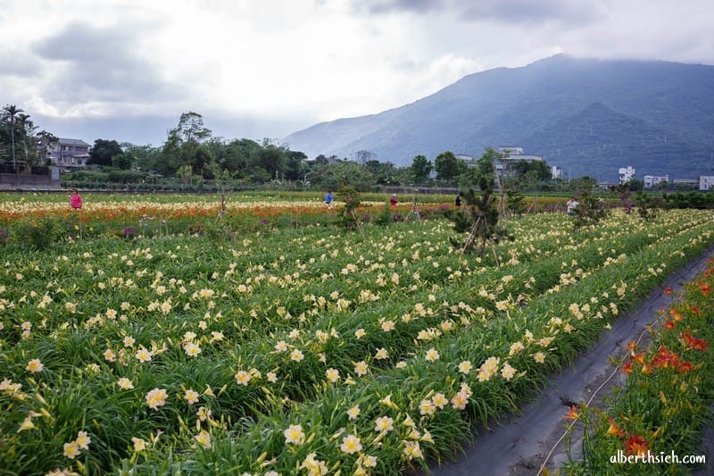 嘉德萱草花田．花蓮吉安景點（期間限定的免費平地彩色金針花）