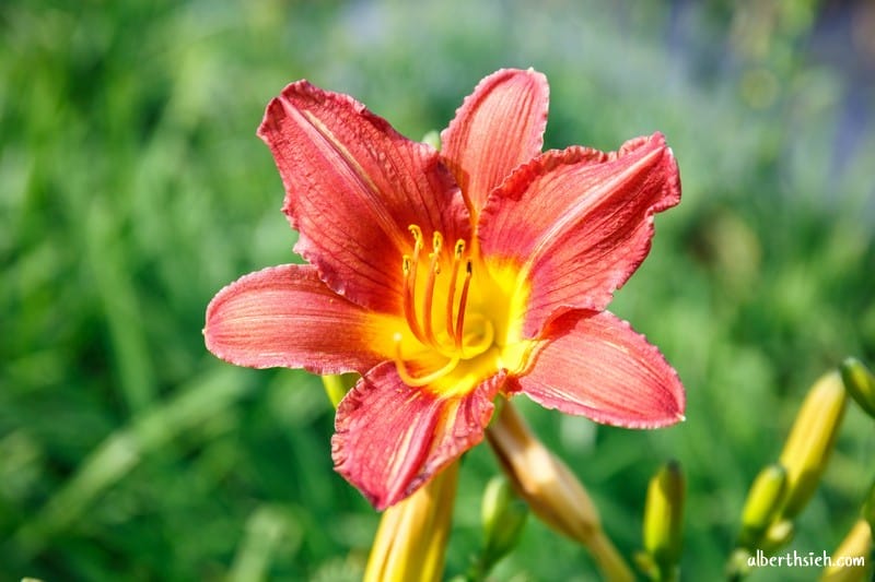 嘉德萱草花田．花蓮吉安景點（期間限定的免費平地彩色金針花）