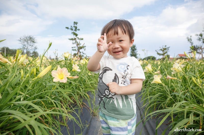 嘉德萱草花田．花蓮吉安景點（期間限定的免費平地彩色金針花）