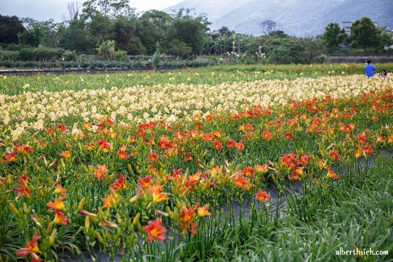 嘉德萱草花田．花蓮吉安景點（期間限定的免費平地彩色金針花）