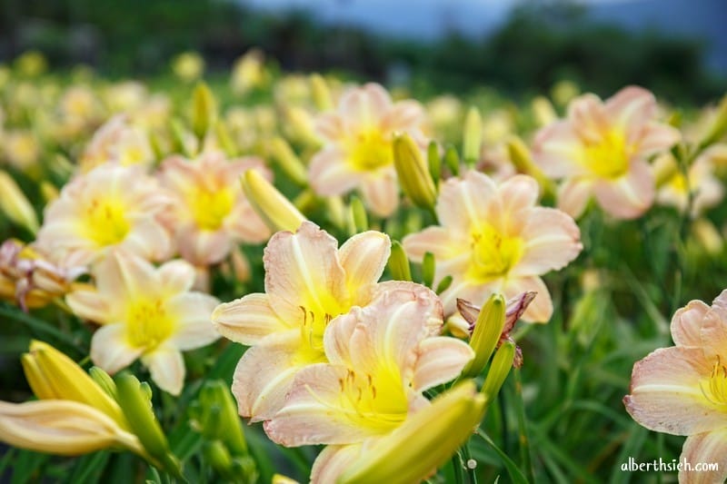 嘉德萱草花田．花蓮吉安景點（期間限定的免費平地彩色金針花）