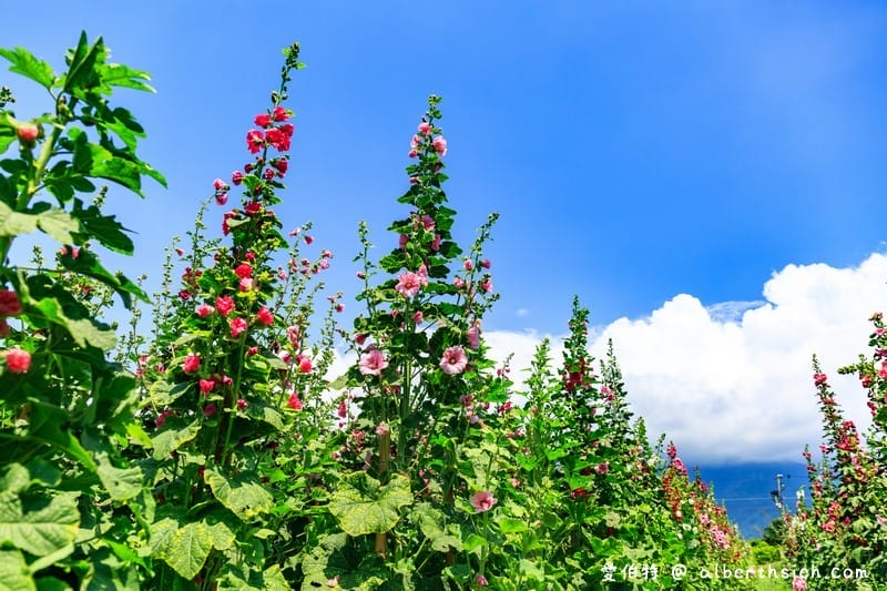 蜀葵花海．花蓮十六股大道（比人還高的一丈紅，五顏六色蜀葵花隨你拍）