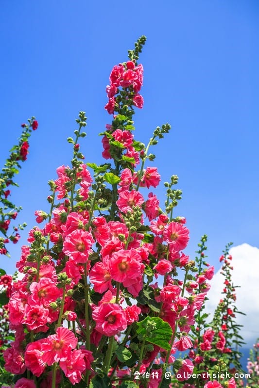 蜀葵花海．花蓮十六股大道（比人還高的一丈紅，五顏六色蜀葵花隨你拍）