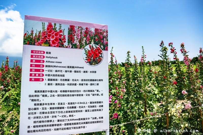 蜀葵花海．花蓮十六股大道（比人還高的一丈紅，五顏六色蜀葵花隨你拍）