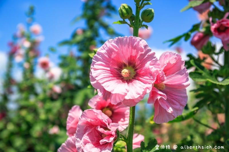 蜀葵花海．花蓮十六股大道（比人還高的一丈紅，五顏六色蜀葵花隨你拍）