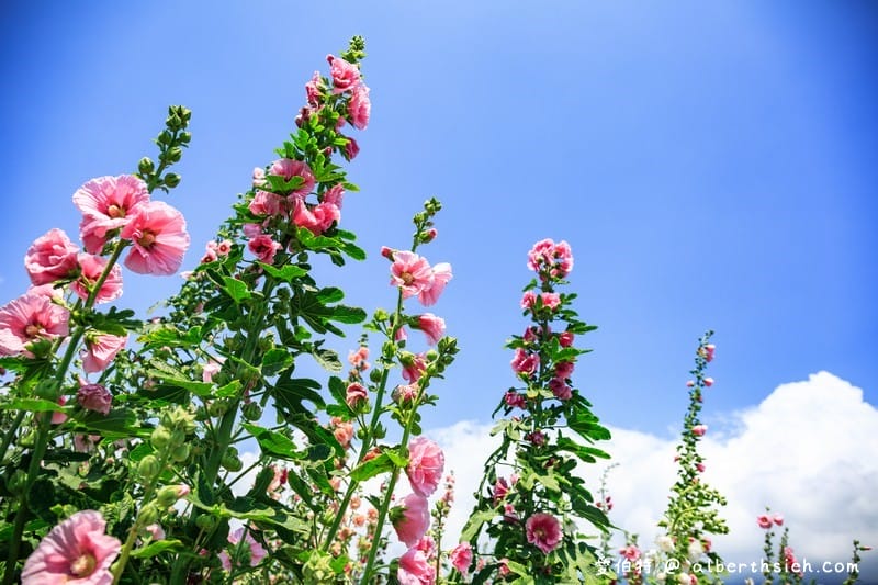 蜀葵花海．花蓮十六股大道（比人還高的一丈紅，五顏六色蜀葵花隨你拍）