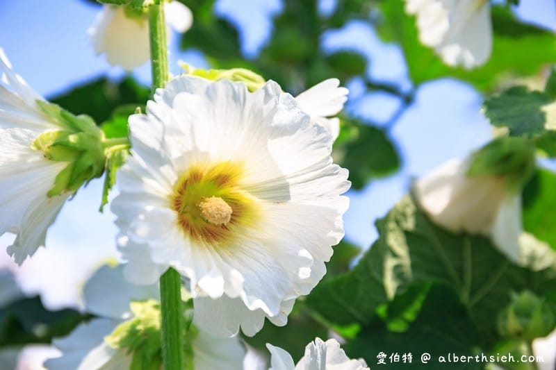 蜀葵花海．花蓮十六股大道（比人還高的一丈紅，五顏六色蜀葵花隨你拍）