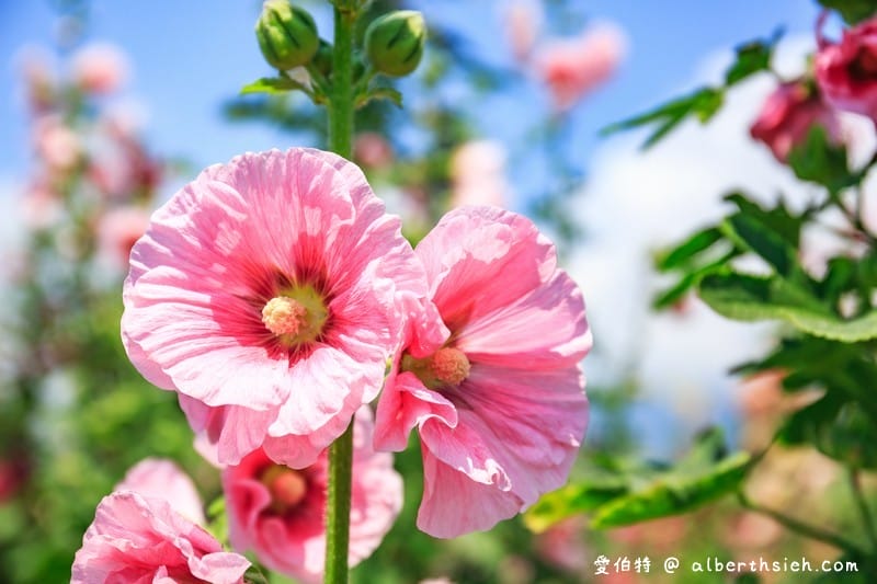 蜀葵花海．花蓮十六股大道（比人還高的一丈紅，五顏六色蜀葵花隨你拍）
