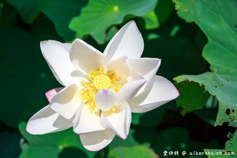 2018桃園觀音蓮花季一日遊（白沙岬燈塔/主展場賞蓮花/蓮荷園/大田蓮花農場/向陽農場/表演活動/交通資訊）