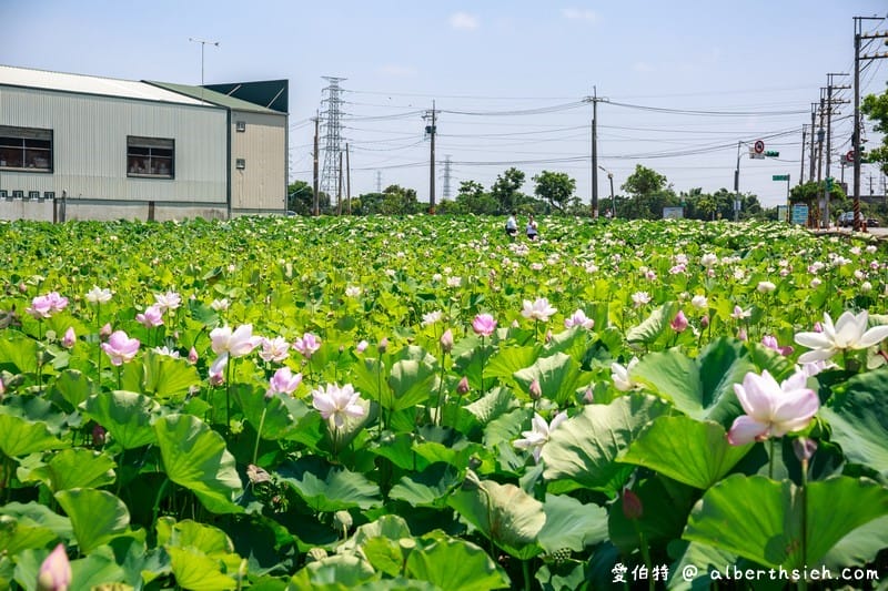 2018桃園觀音蓮花季一日遊（白沙岬燈塔/主展場賞蓮花/蓮荷園/大田蓮花農場/向陽農場/表演活動/交通資訊）