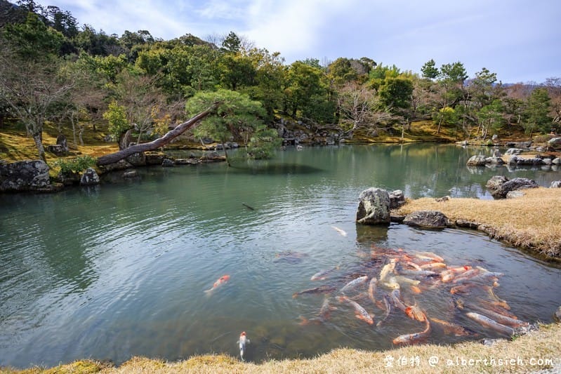 天龍寺．京都嵐山景點（世界文化遺產，曹源池庭園令人讚嘆如日本畫般的美麗）