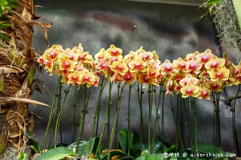 后里馬場．台中花博（花舞館看蘭花/故宮館看翠玉白菜/欣賞馬術表演）