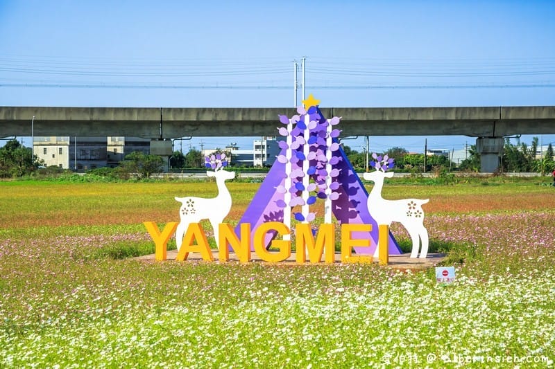 桃園花彩節楊梅場（紫爆的仙草花海/漸層七彩波斯菊必看/交通交管/接駁車/停車位置）
