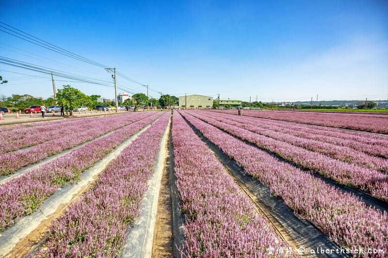 桃園花彩節楊梅場（紫爆的仙草花海/漸層七彩波斯菊必看/交通交管/接駁車/停車位置）