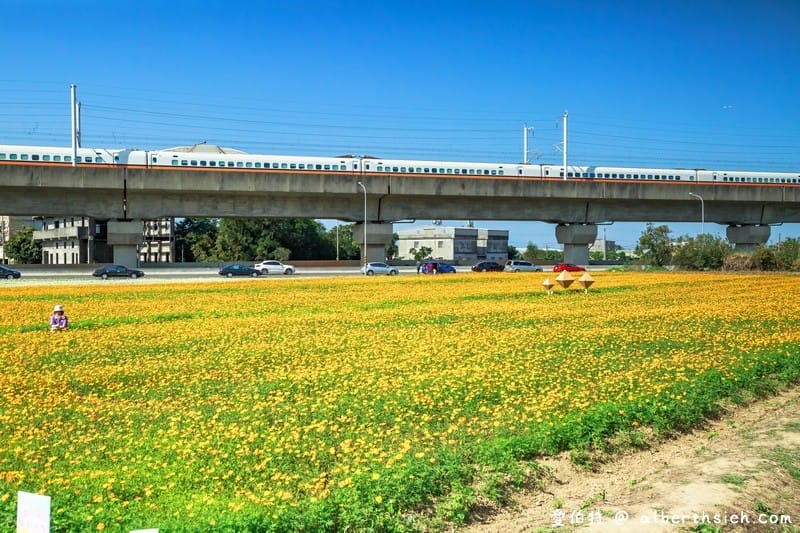 桃園花彩節楊梅場（紫爆的仙草花海/漸層七彩波斯菊必看/交通交管/接駁車/停車位置）